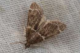 Eudonia leucogramma Meyrick 1884的圖片