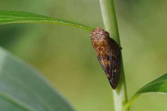 Image de Aphrophora major Uhler 1896