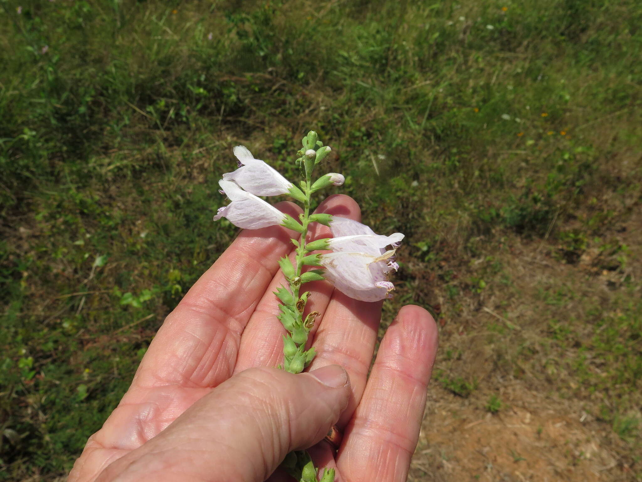 Image of Slender False Dragonhead