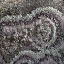 Image of Frost's dirinaria lichen