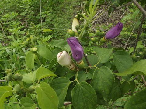 Amphilophium paniculatum (L.) Kunth的圖片