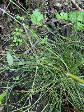 Imagem de Deschampsia elongata (Hook.) Munro