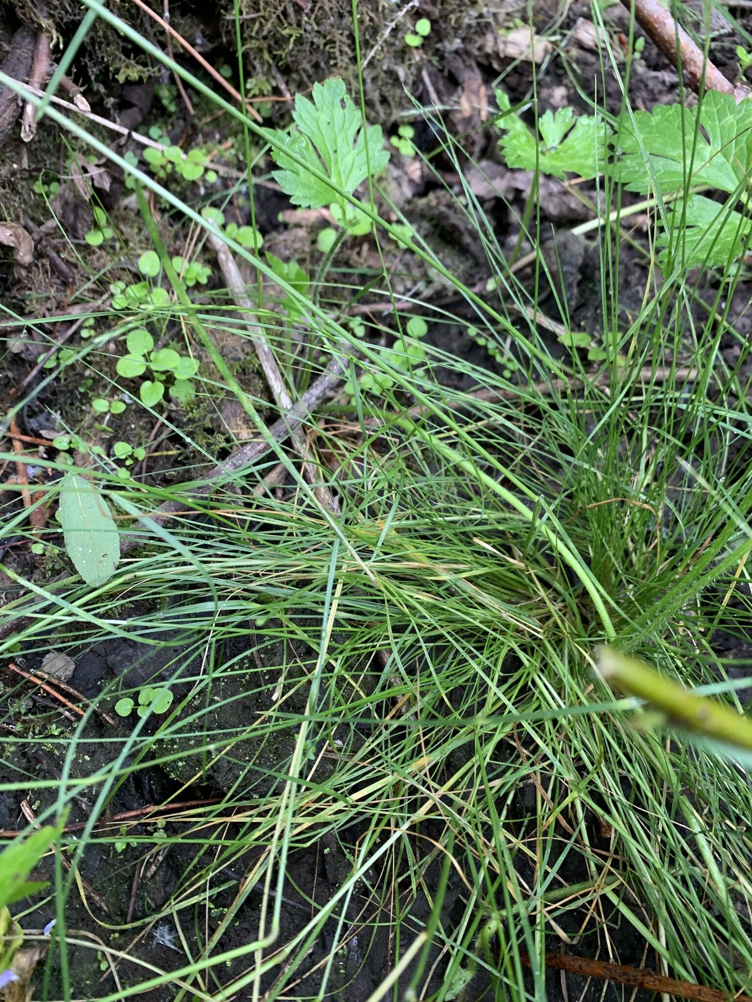 Deschampsia elongata (Hook.) Munro的圖片