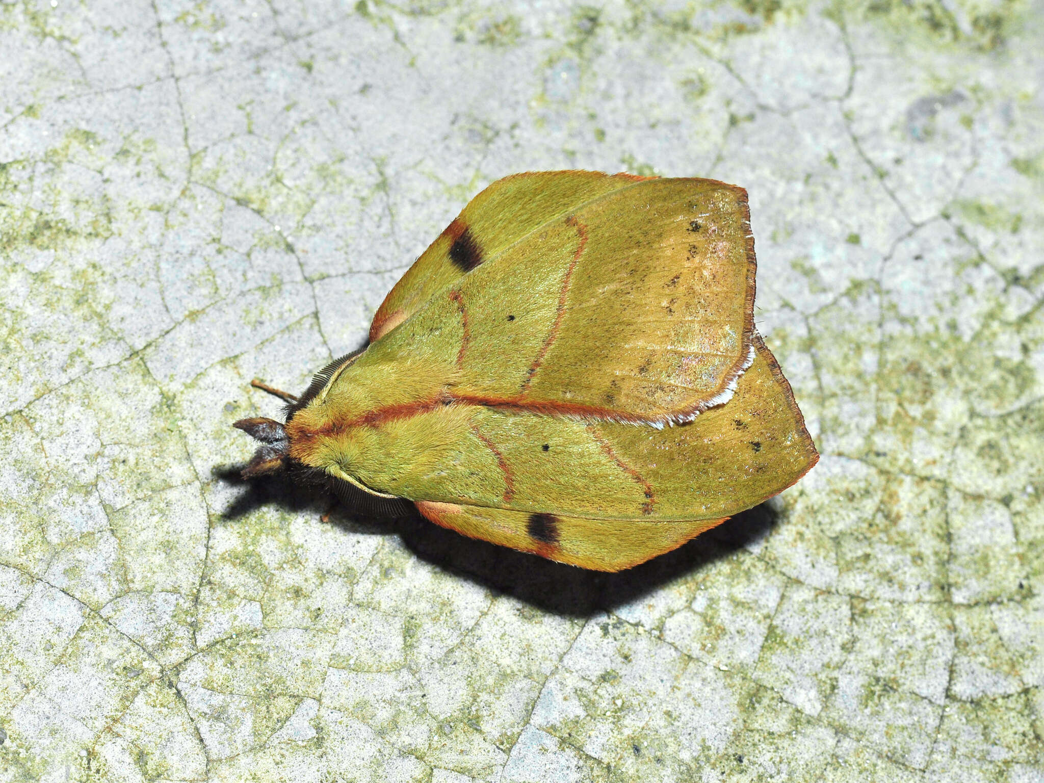 Image of Radhica elisabethae De Lajonquière 1977