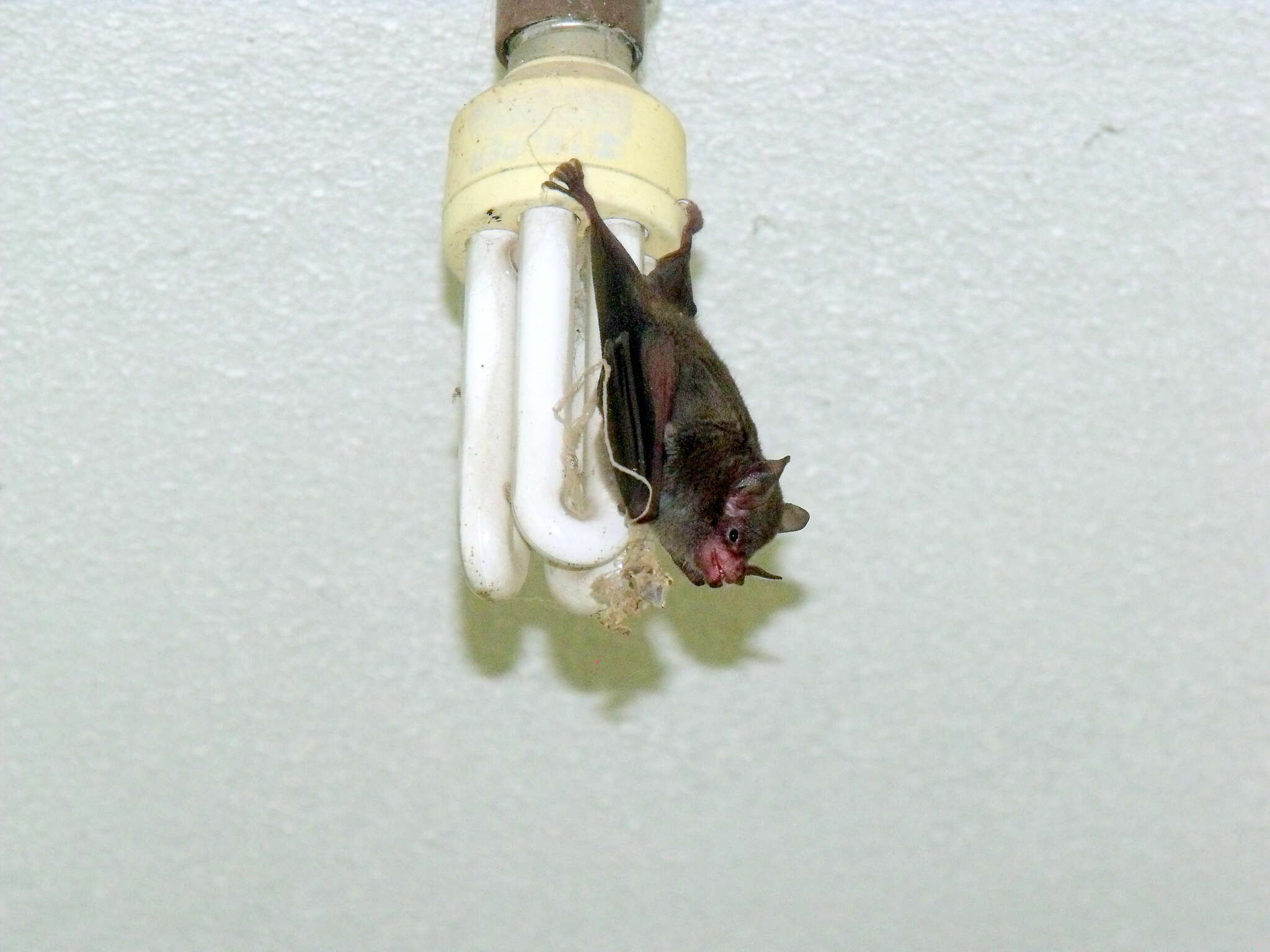 Image of Sowell’s Short-tailed Bat