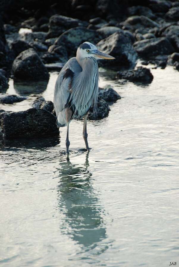 Image of Ardea herodias cognata Bangs 1903