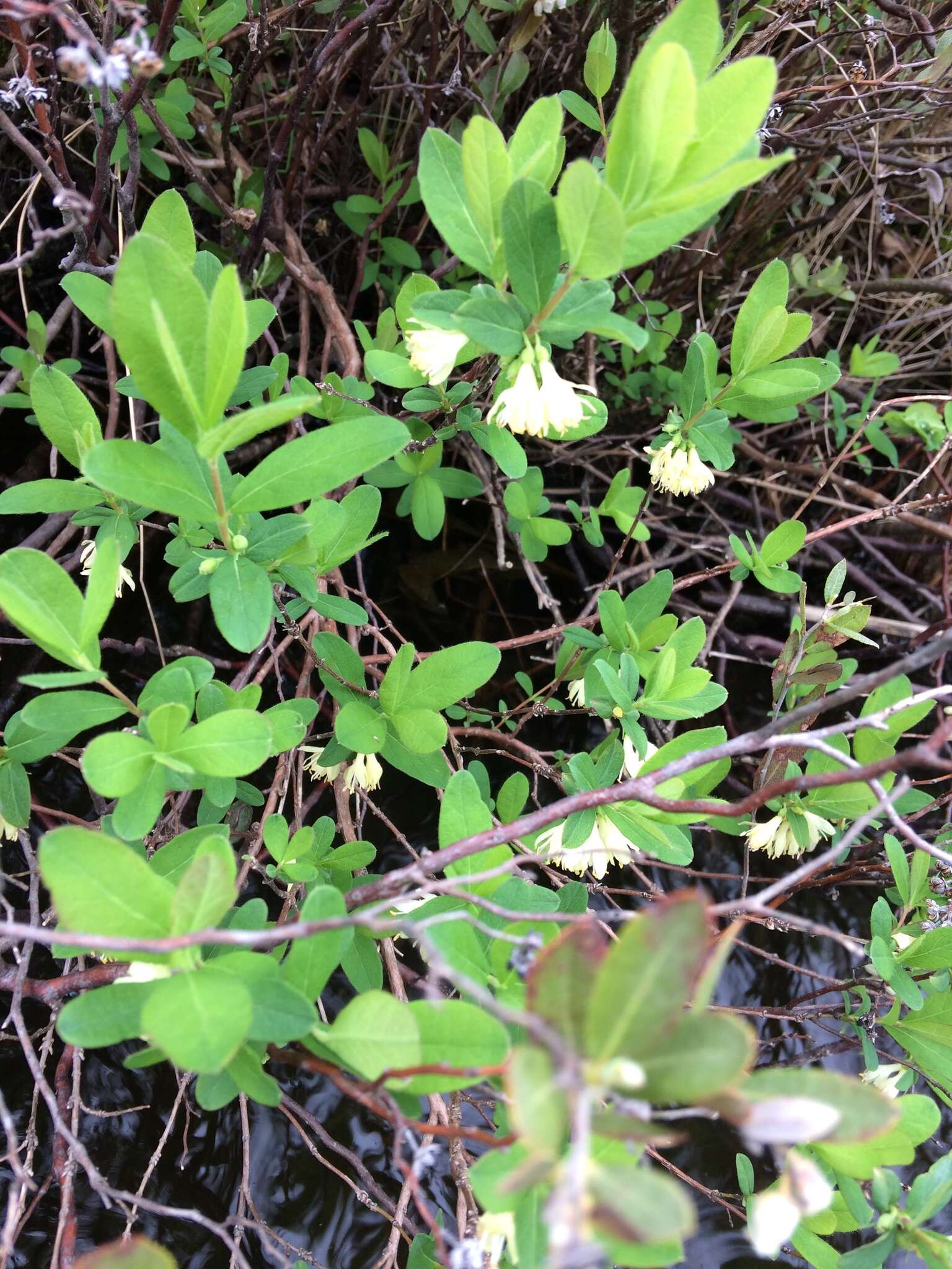 Imagem de Lonicera villosa (Michx.) Roem. & Schult.