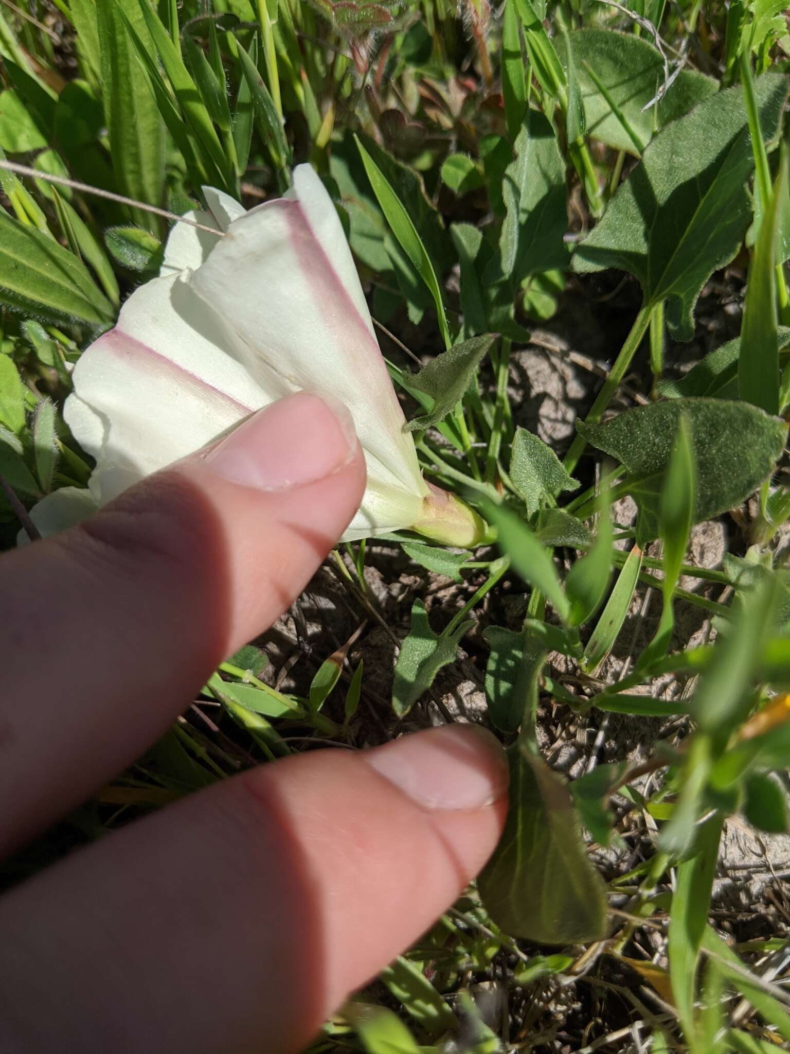 Image de Calystegia subacaulis subsp. episcopalis R. K. Brummitt