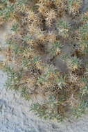 Plancia ëd Astragalus kentrophyta var. coloradoensis M. E. Jones