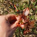 Gladiolus meliusculus (G. J. Lewis) Goldblatt & J. C. Manning resmi