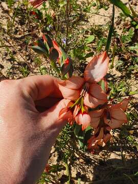 Image of Gladiolus meliusculus (G. J. Lewis) Goldblatt & J. C. Manning