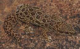 Image of Inland Thick-toed Gecko