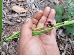 Слика од Tigridia galanthoides Molseed