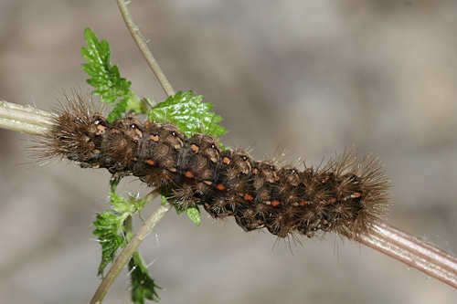 Image of Canararctia rufescens (Brullé 1836)