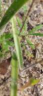 Image of Caladenia strigosa (D. L. Jones) R. J. Bates