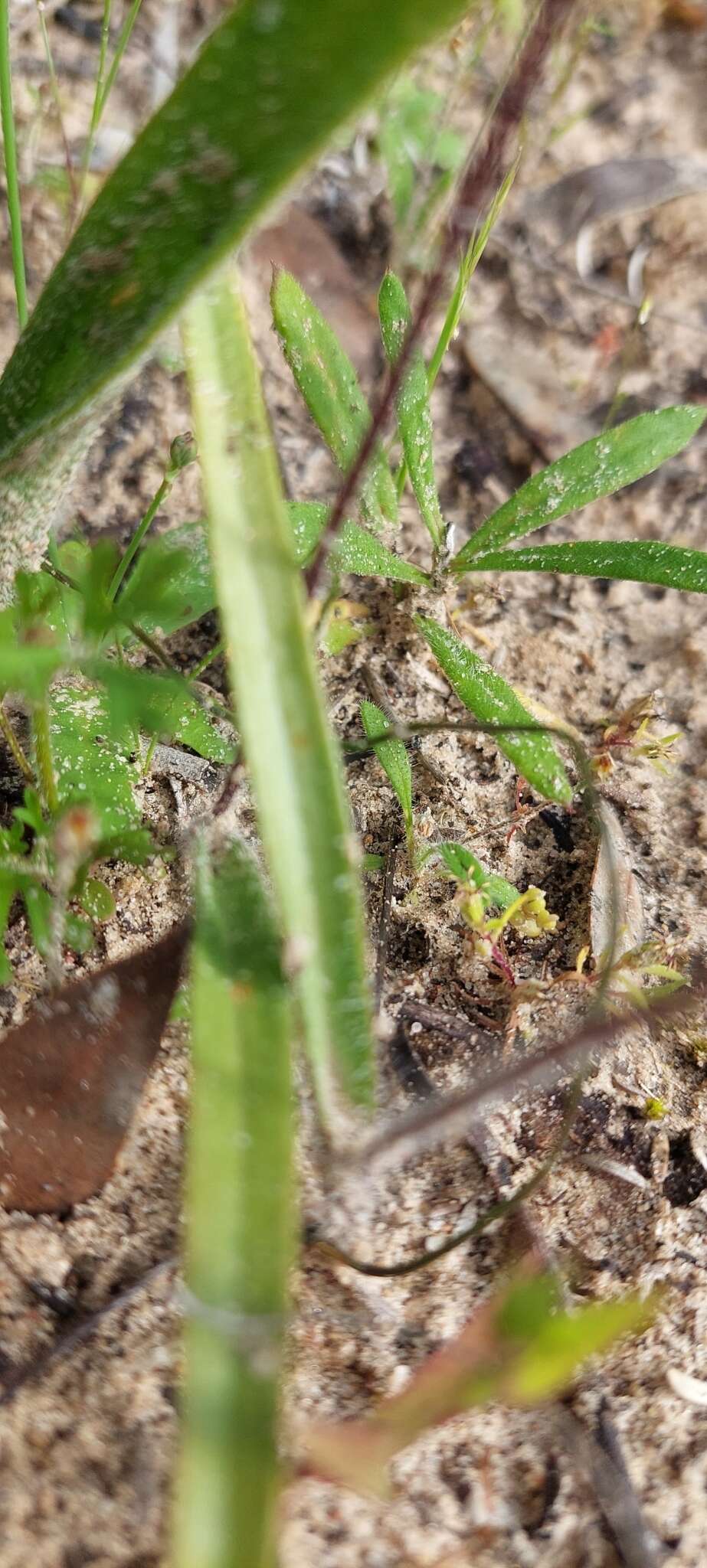 Image of Caladenia strigosa (D. L. Jones) R. J. Bates