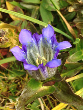 Image of Parry's gentian