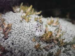 Imagem de Stellaria gracilenta Hook. fil.