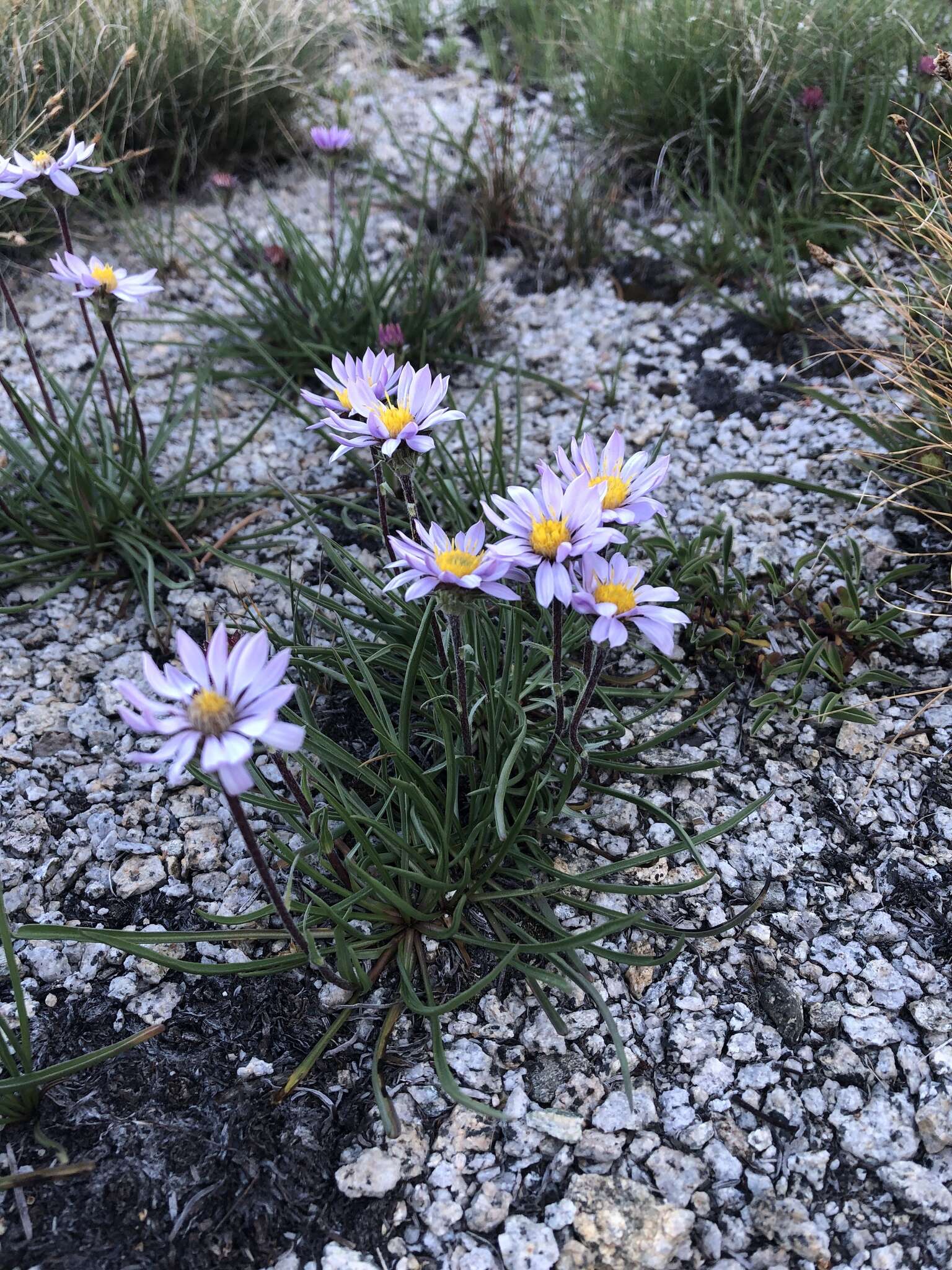 Imagem de Oreostemma alpigenum var. andersonii (A. Gray) G. L. Nesom