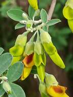 Image of Anagyris latifolia