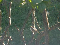 Image of Spizella passerina passerina (Bechstein 1798)