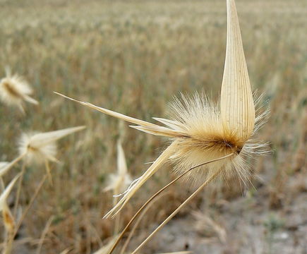 Image of lygeum