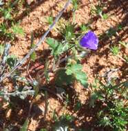 Слика од Erodium crinitum Carolin