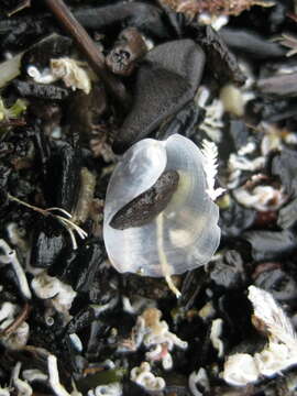 Image of Sea snail