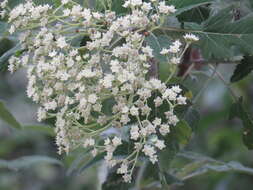 Sivun Parthenium tomentosum DC. kuva