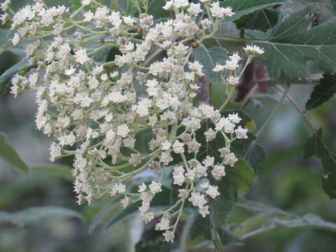 Sivun Parthenium tomentosum DC. kuva