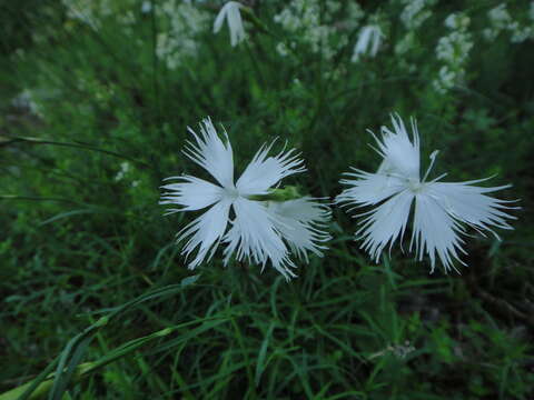 صورة Dianthus petraeus subsp. petraeus