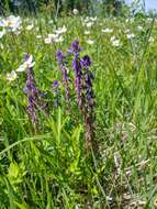 Image of Polygala hybrida Bruegg.