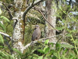 Image of Banded Snake-Eagle