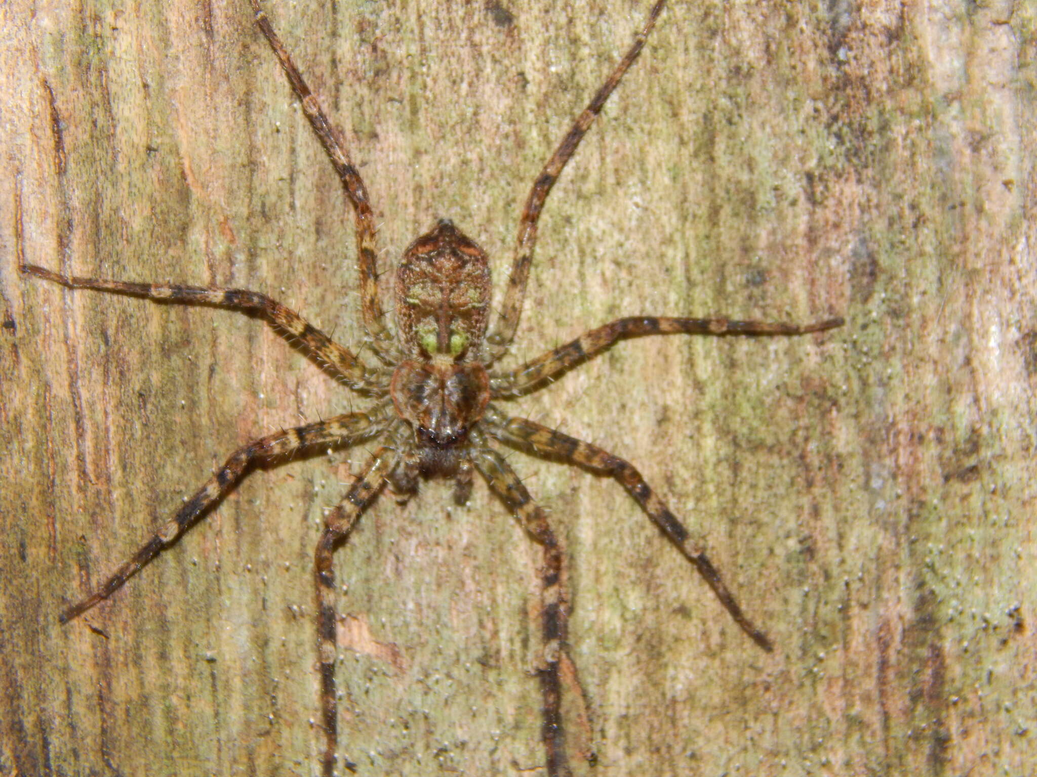 Image de Anyphops silvicolellus (Strand 1913)