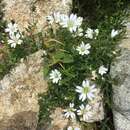 Image of Cerastium soleirolii Duby