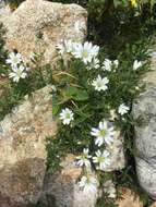 صورة Cerastium soleirolii Duby