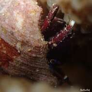 Image of Hawaiian whitefoot hermit