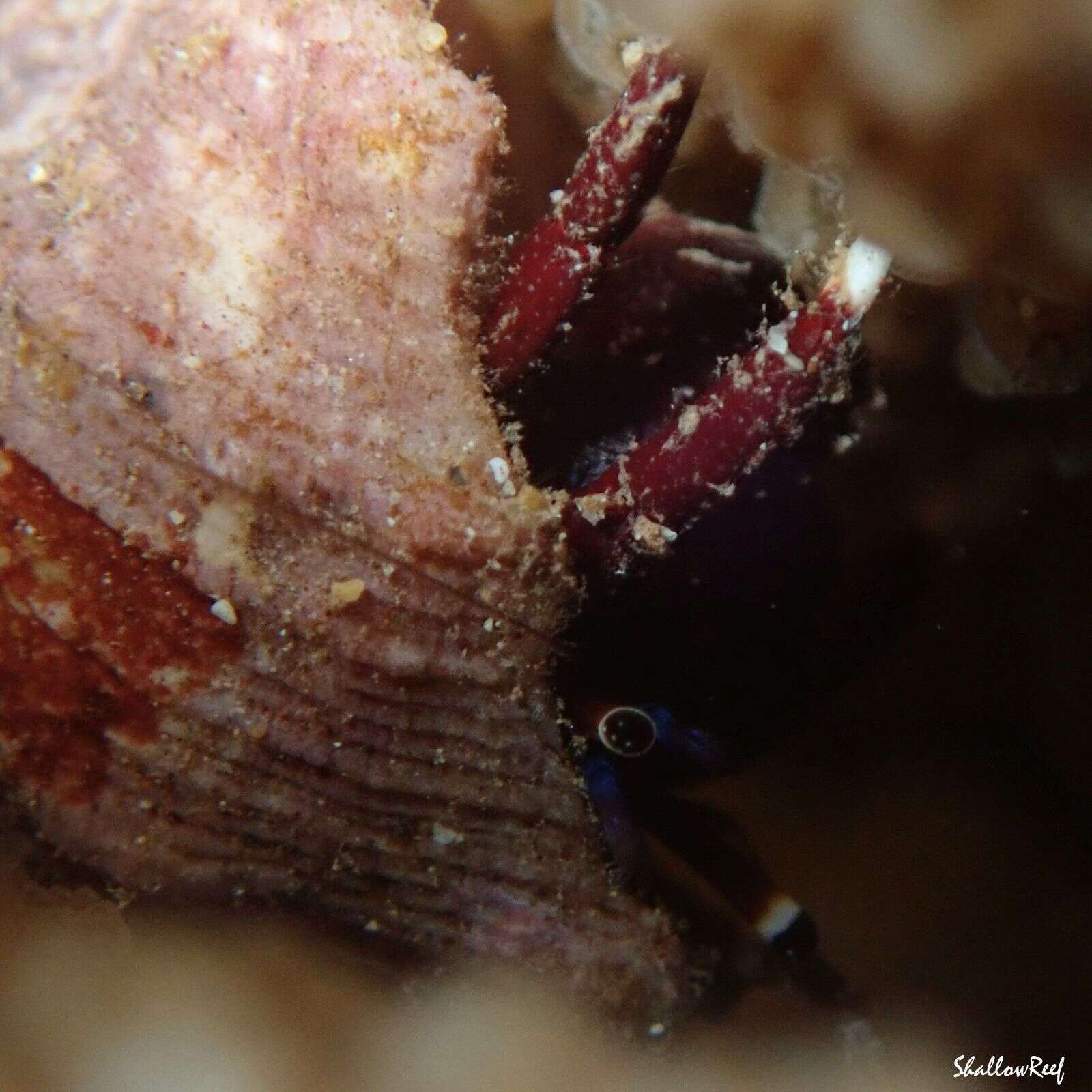 Image of Hawaiian whitefoot hermit