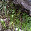 Imagem de Pteris dactylina Hook.