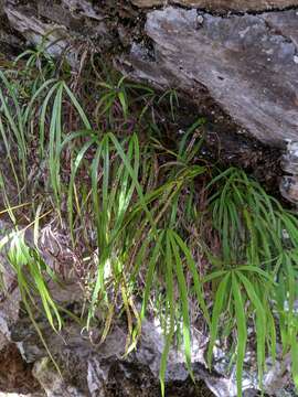 Image of Pteris dactylina Hook.