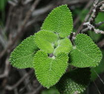 Image of Salvia aspera M. Martens & Galeotti