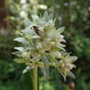 Image of Gaertnera phyllosepala Baker