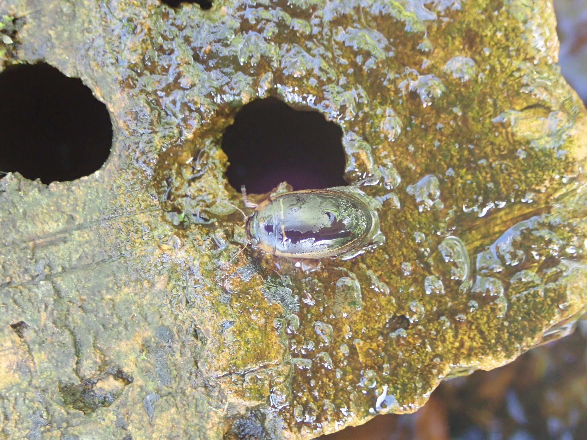 Image of Hydaticus (Hydaticus) transversalis (Pontoppidan 1763)