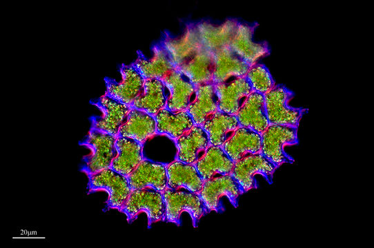 Image of <i>Pediastrum angulosum</i>