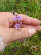 Imagem de Buchnera longifolia Kunth