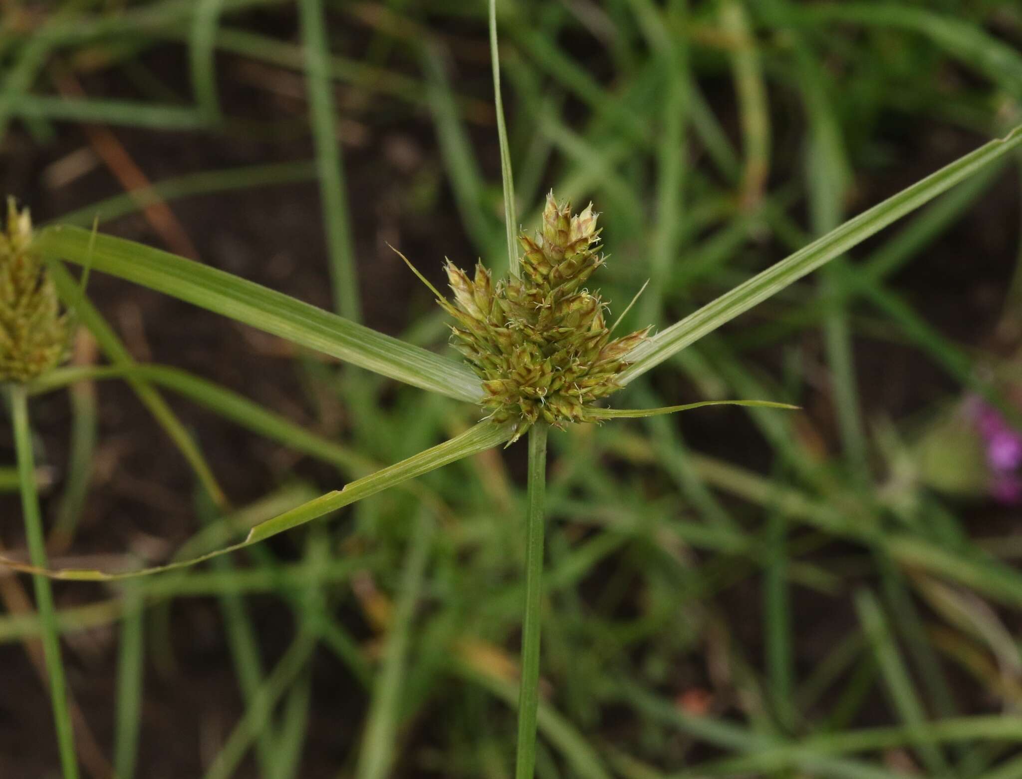 Image of Fendler's flatsedge