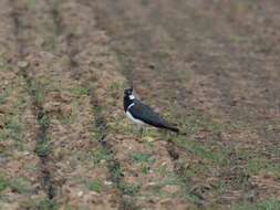 Image of Lapwing