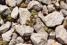 Image of Valerianella discoidea (L.) Loisel.