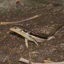 Image of Line-spotted Forest Skink