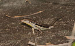 Image of Line-spotted Forest Skink